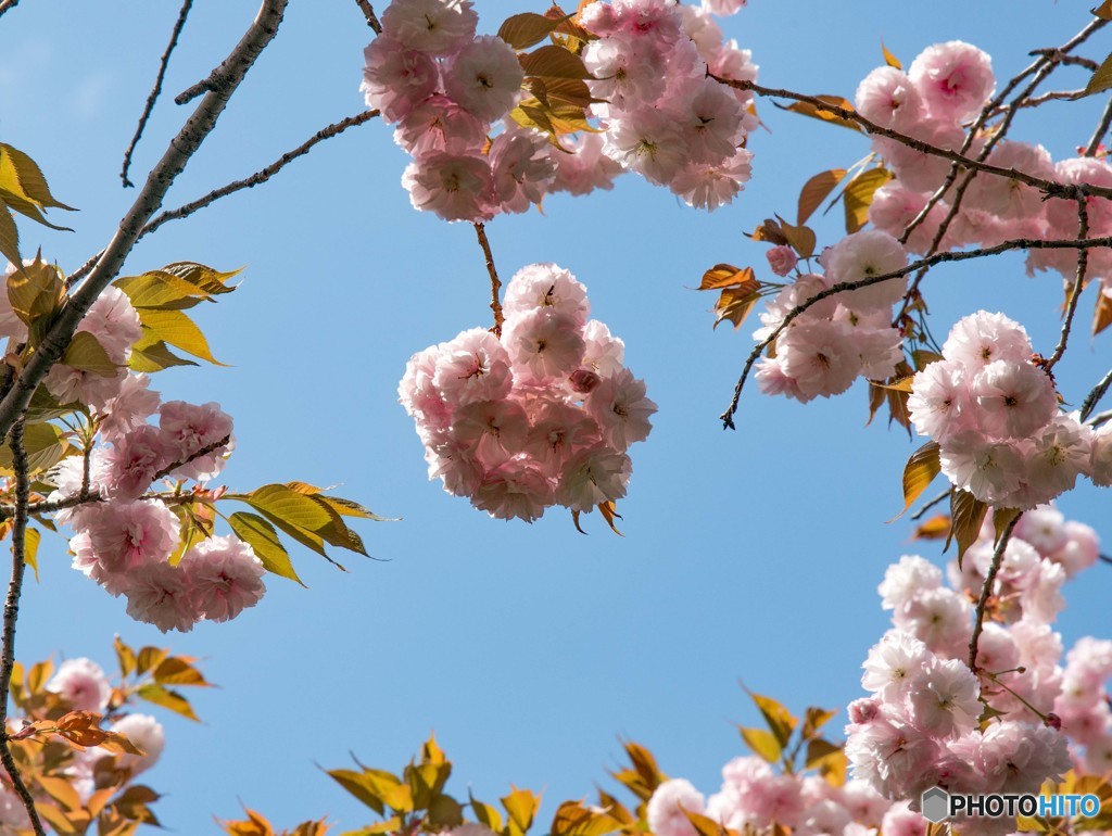 八重桜③