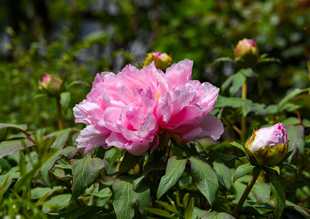 雨上がりのボタン③