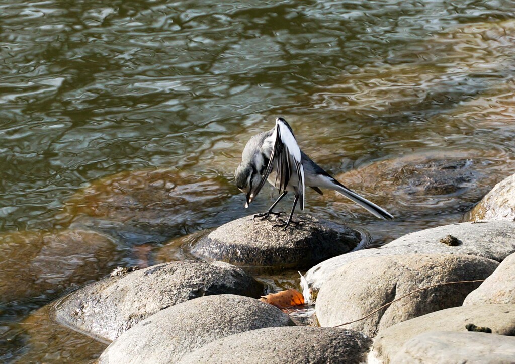 ハクセキレイの形②