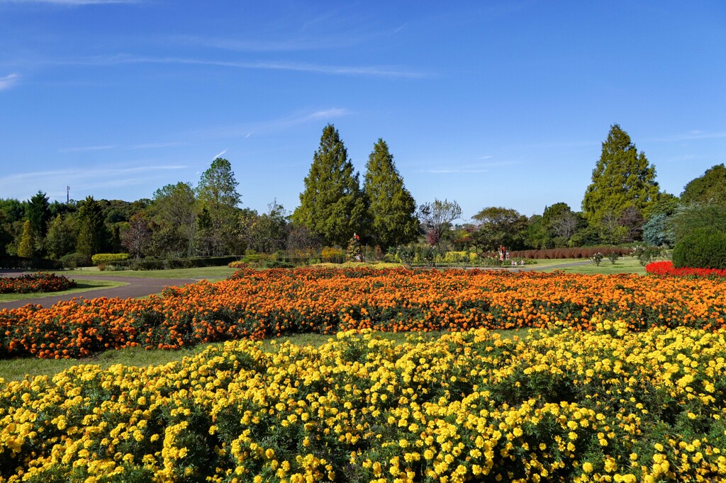 花ファンタジア①