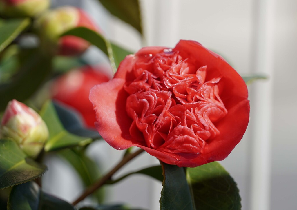 もうすぐ開花