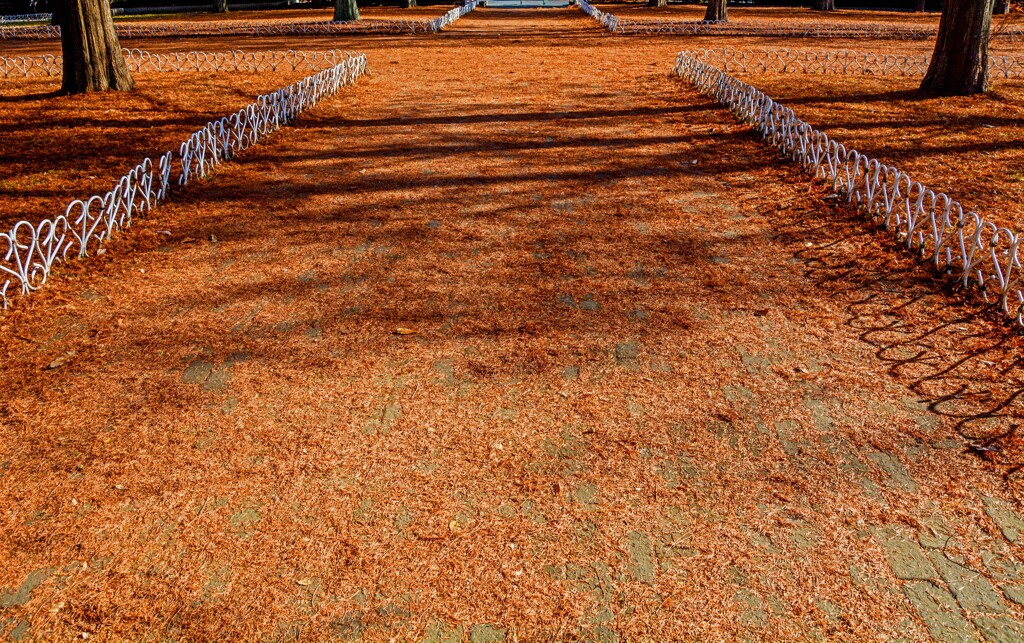 メタセコの落葉