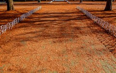 メタセコの落葉