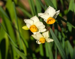 開花②