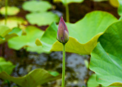 そろそろ開花①