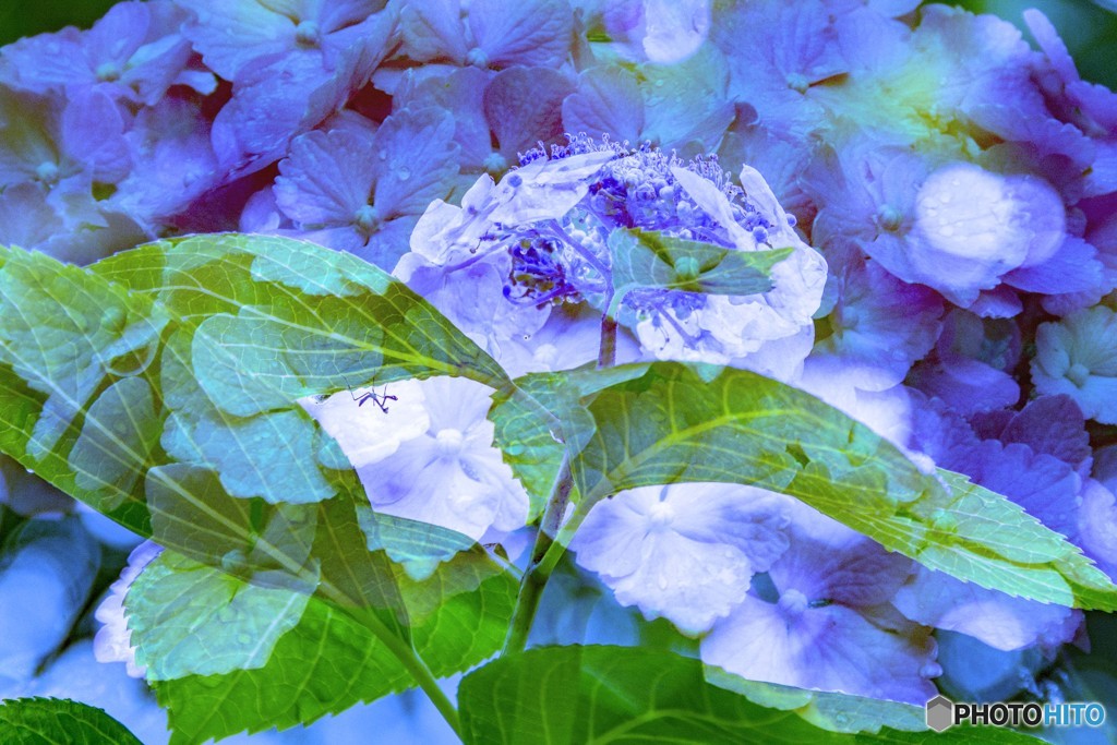 梅雨日