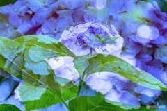 梅雨日