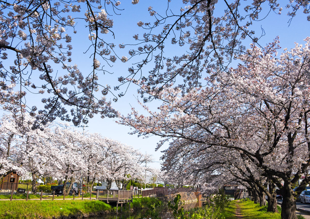 今年の桜撮り⑥
