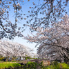 今年の桜撮り⑥
