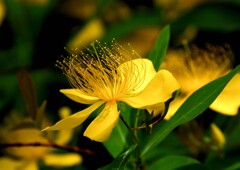 似たような花②