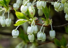 ドウダンツツジ