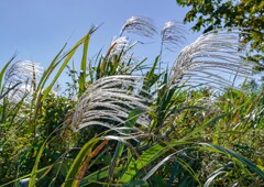 ススキ①
