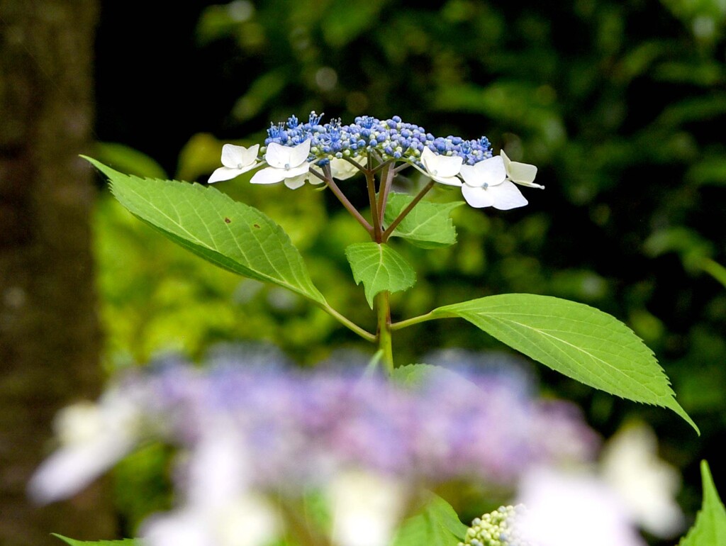 アジサイ色々①