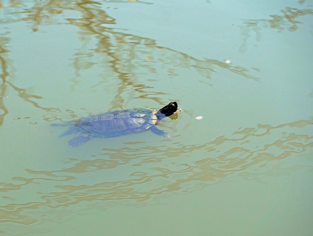 カメ子