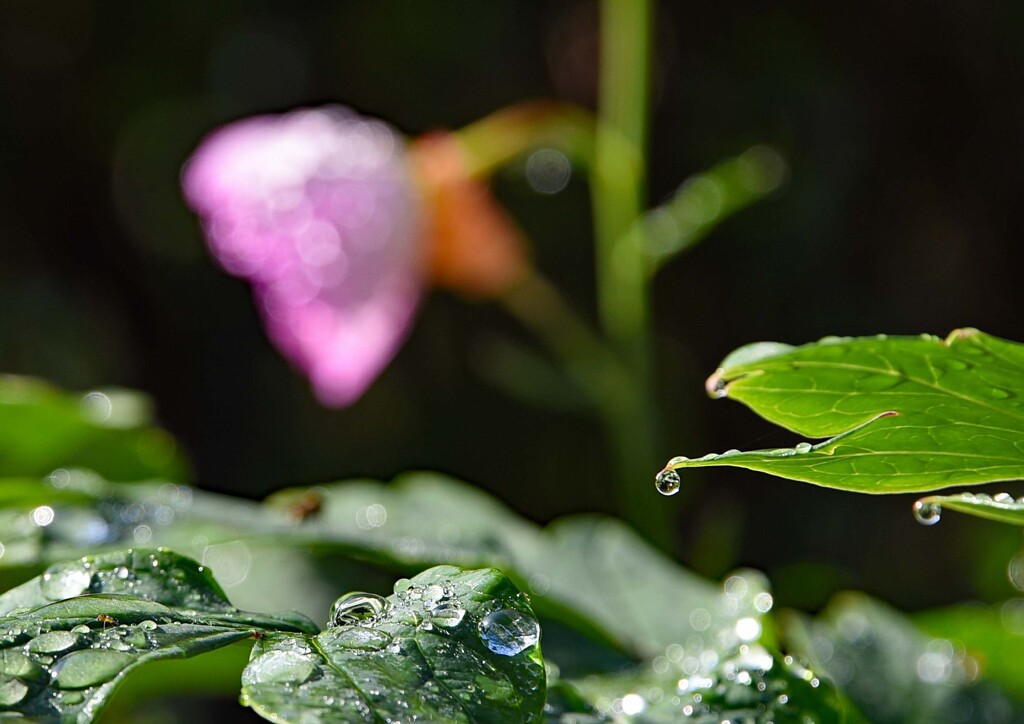 フォーカス移動