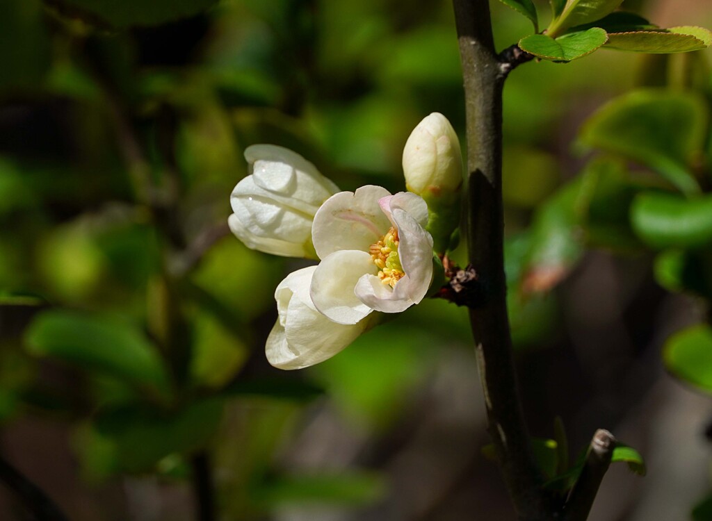 木瓜