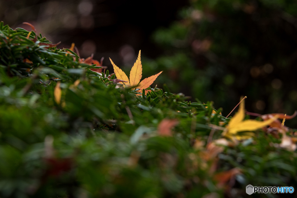 最後の黄葉・紅葉③