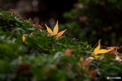 最後の黄葉・紅葉③