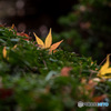 最後の黄葉・紅葉③