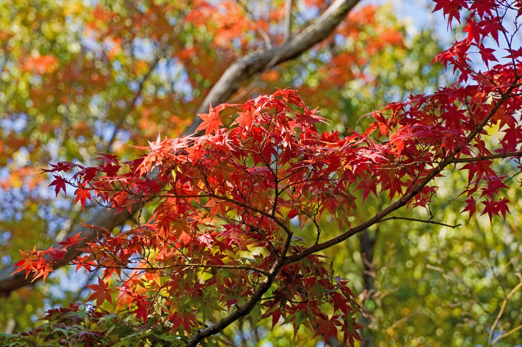 紅葉①