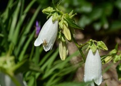 ホタルブクロ①