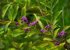 コムラサキシキブ