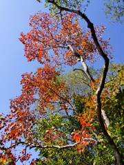 ナンキンハゼ①