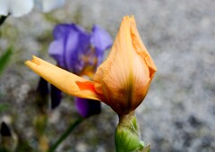 ジャーマンアイリス⑤