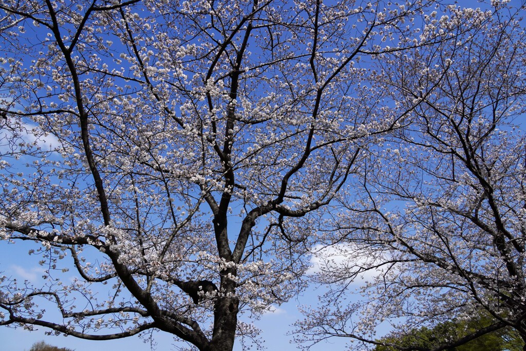 開花②