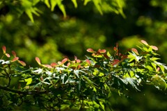 赤いプロペラ②