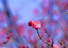 ♪ 梅が咲いた～ ③