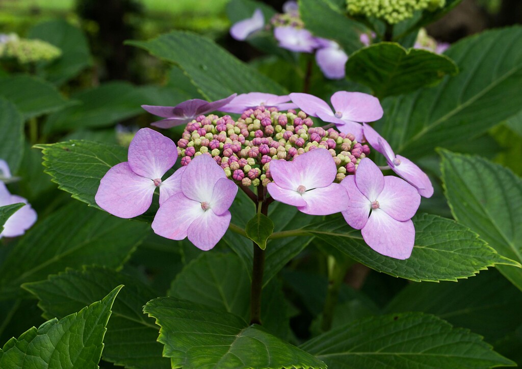 アジサシ色々①