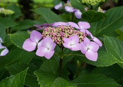 アジサシ色々①