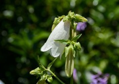 ホタルブクロ②