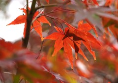 近郊公園の紅葉③