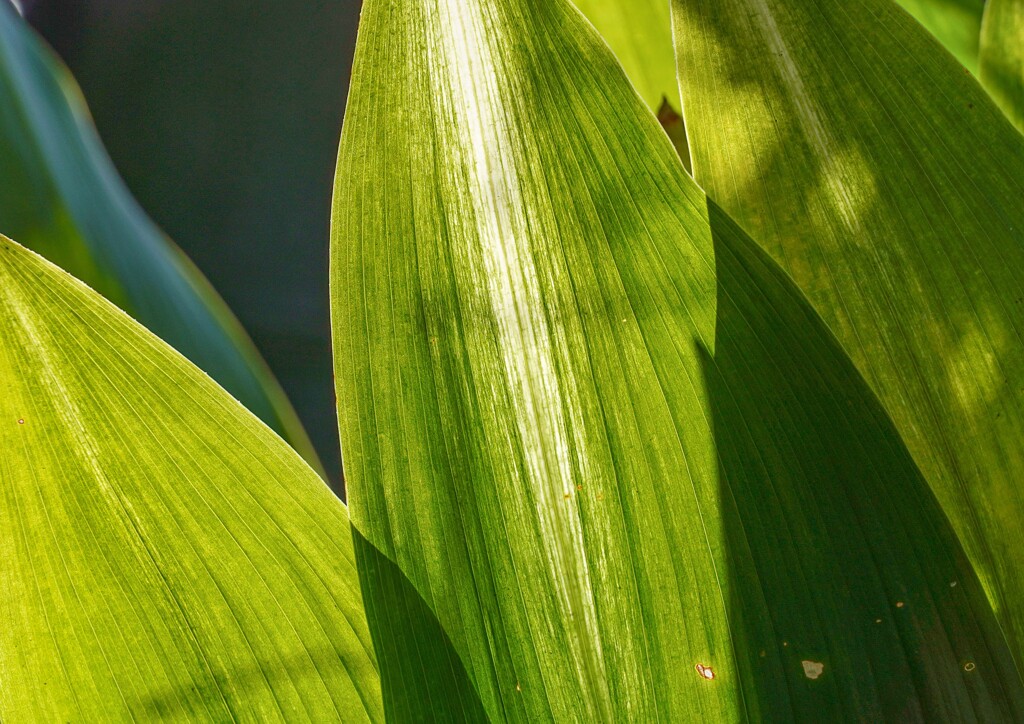 ハラン（葉蘭）