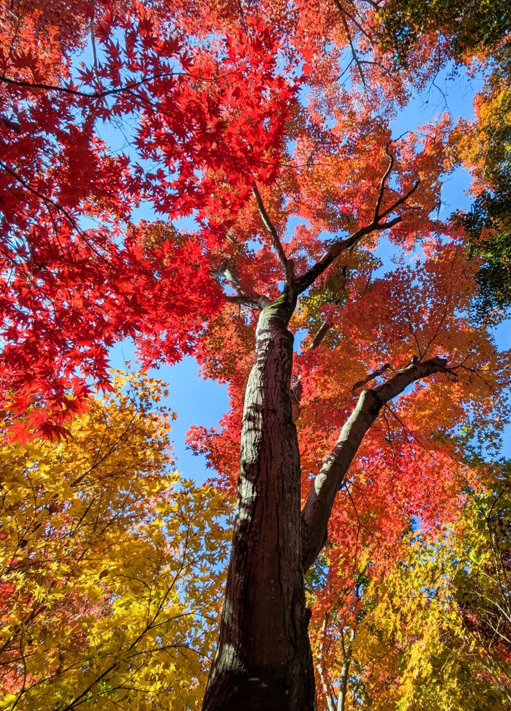 紅葉・黄葉③