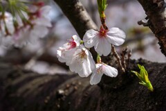 今季のソメイヨシノ撮り②