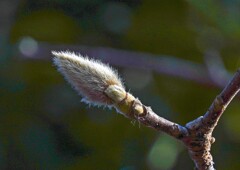 ハクモクレン①