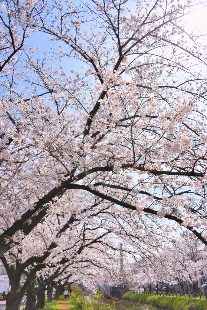ソメイヨシノ②