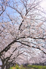ソメイヨシノ②