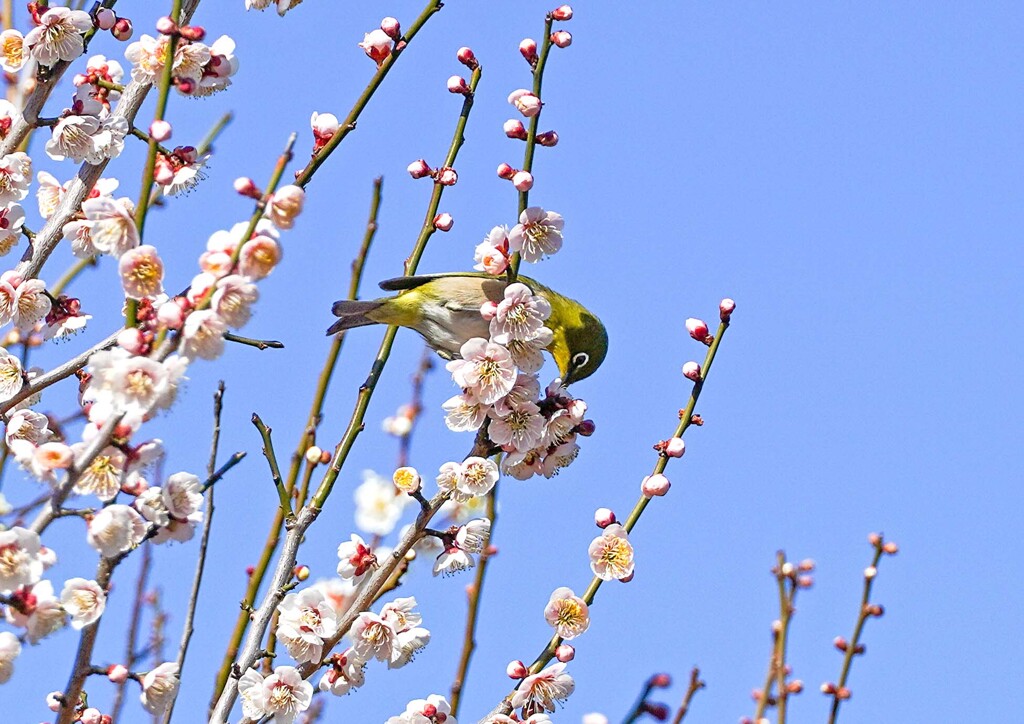 暖日①