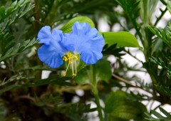 変わりツユクサ