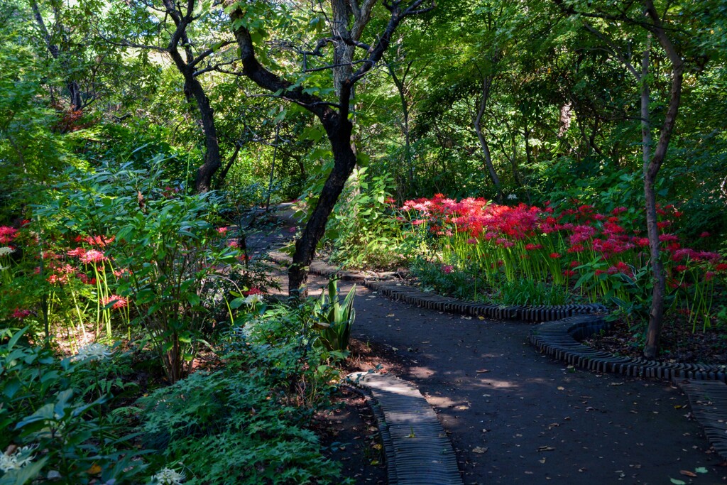 ヒガンバナのある風景②