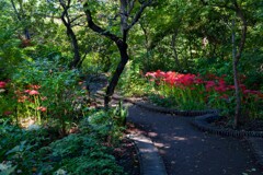 ヒガンバナのある風景②