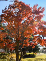 遅い紅葉③