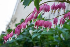 タイツリソウ②