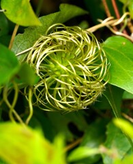 開花が終わり