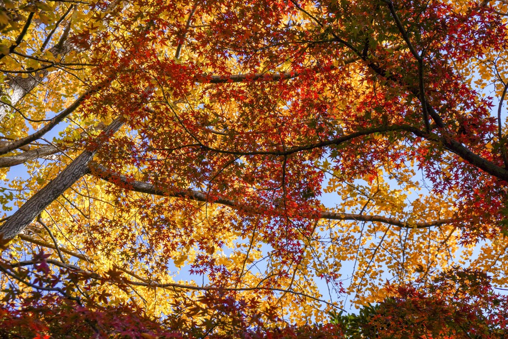 黄葉＆紅葉