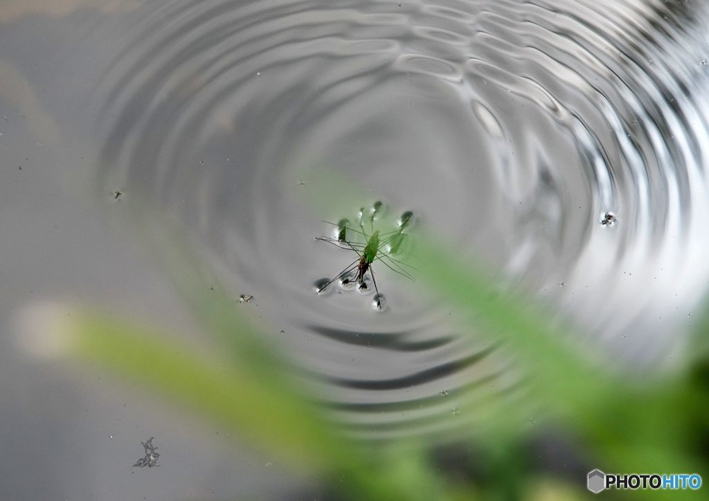 アメンボ撮り②